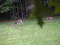 Remember, still in 45 day drought with NO RAIN, (Crabapple Hunt Club, Hancock Cty Ga.)